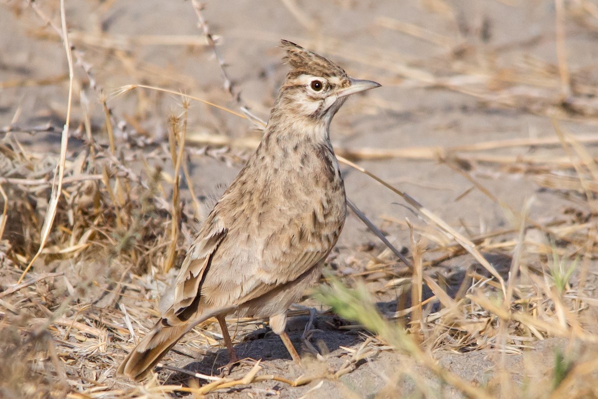 Crested Lark - ML492294401