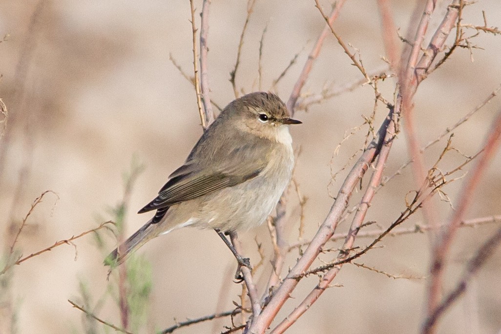 Common Chiffchaff - ML492294431