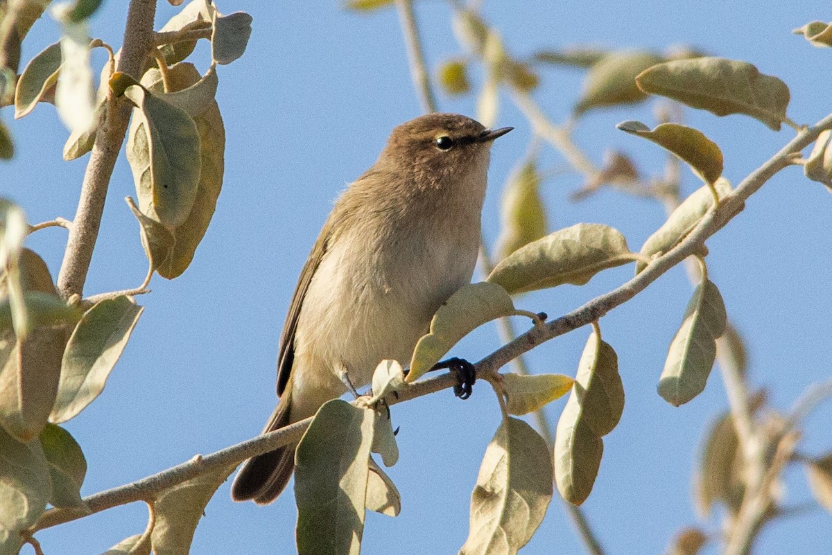 Common Chiffchaff - ML492294441