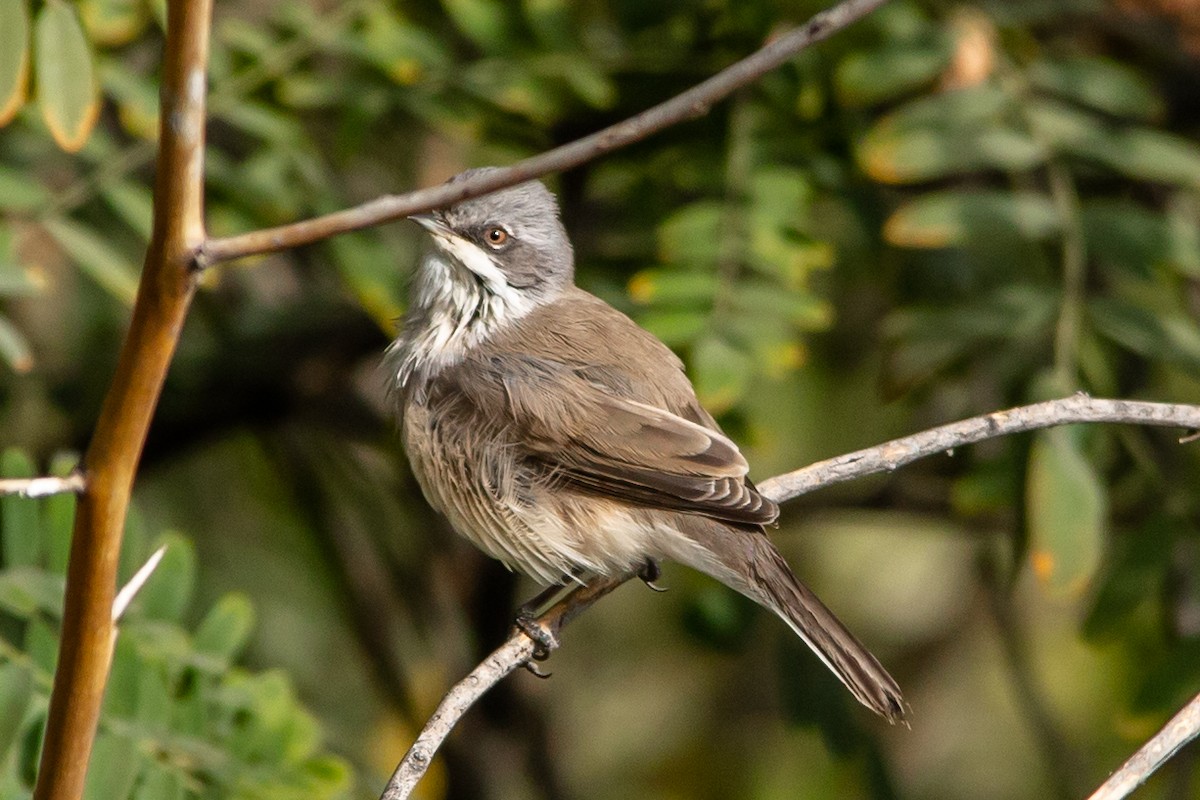 Lesser Whitethroat - ML492294451