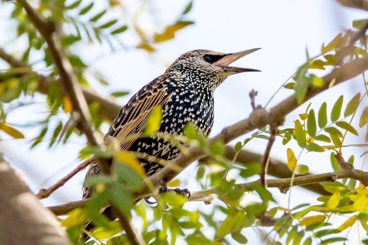 European Starling - ML492294501