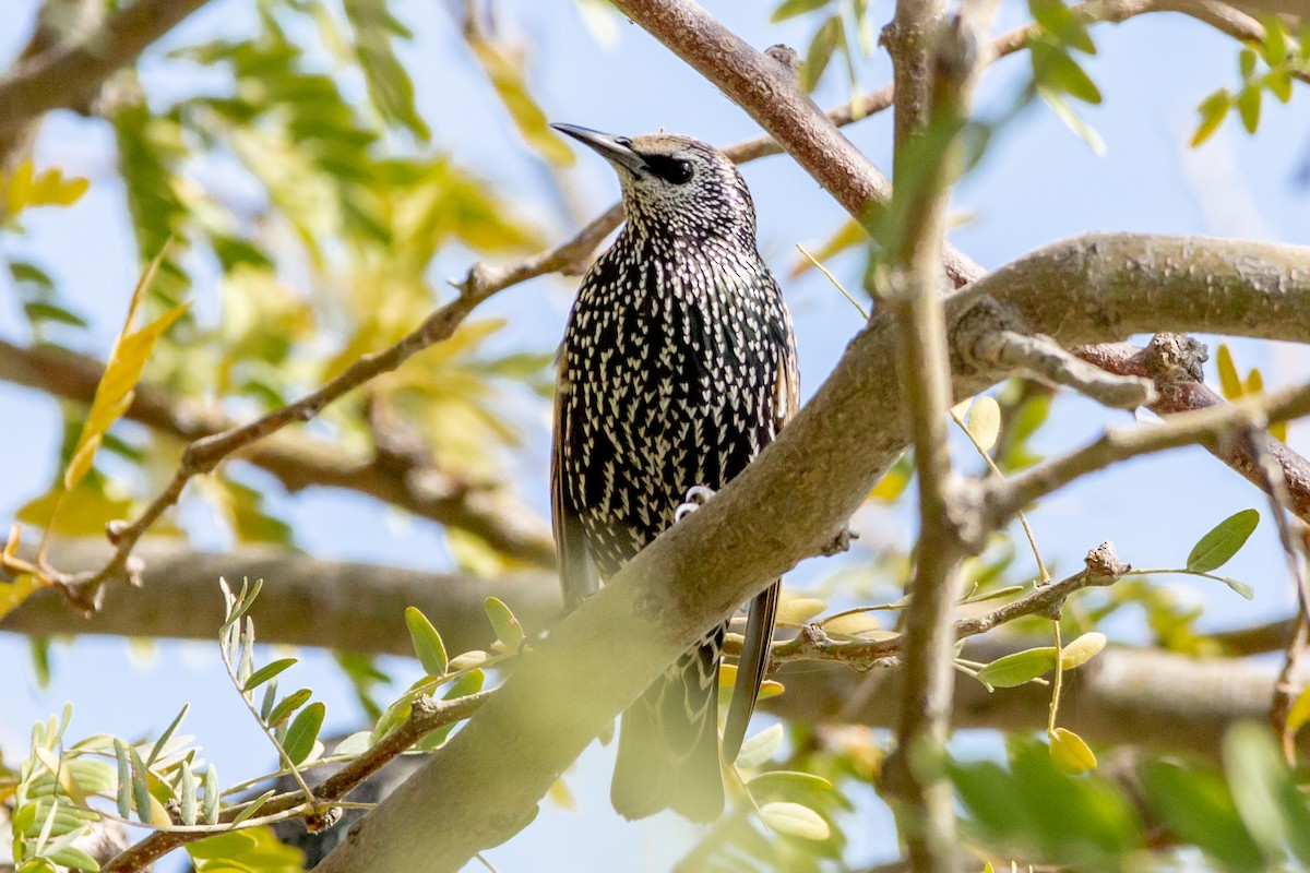 European Starling - ML492294511