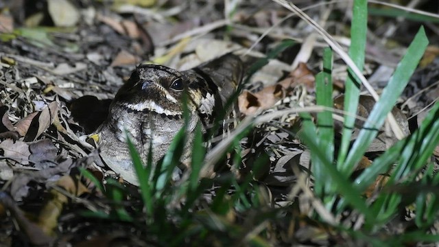 Large-tailed Nightjar - ML492294651