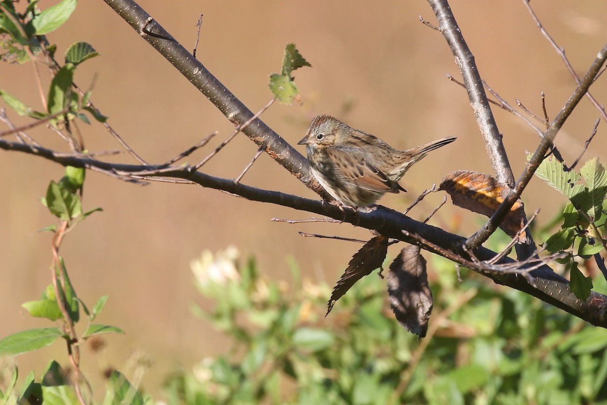 Lincoln's Sparrow - ML492295331