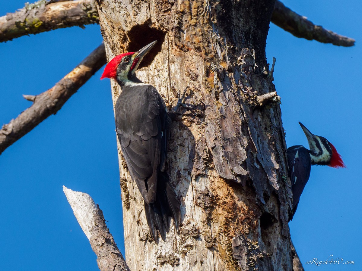 Pileated Woodpecker - ML492296231