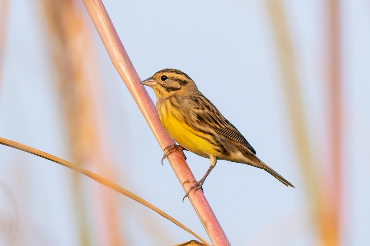 Yellow-breasted Bunting - ML492297051