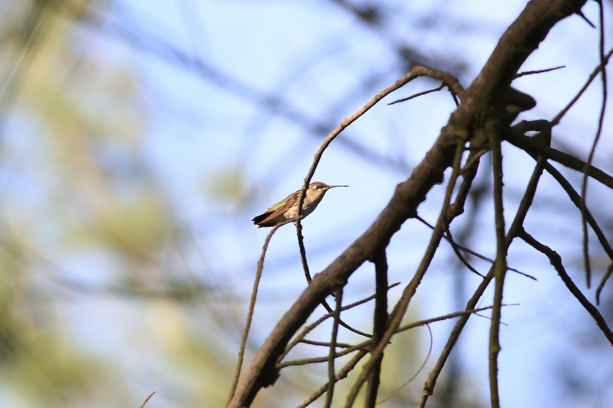 Ruby-throated Hummingbird - John Mercer