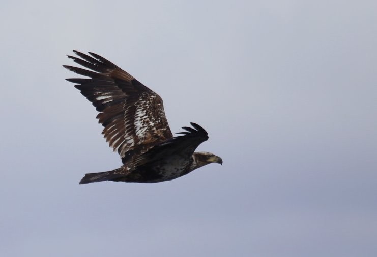 Bald Eagle - ML49229811