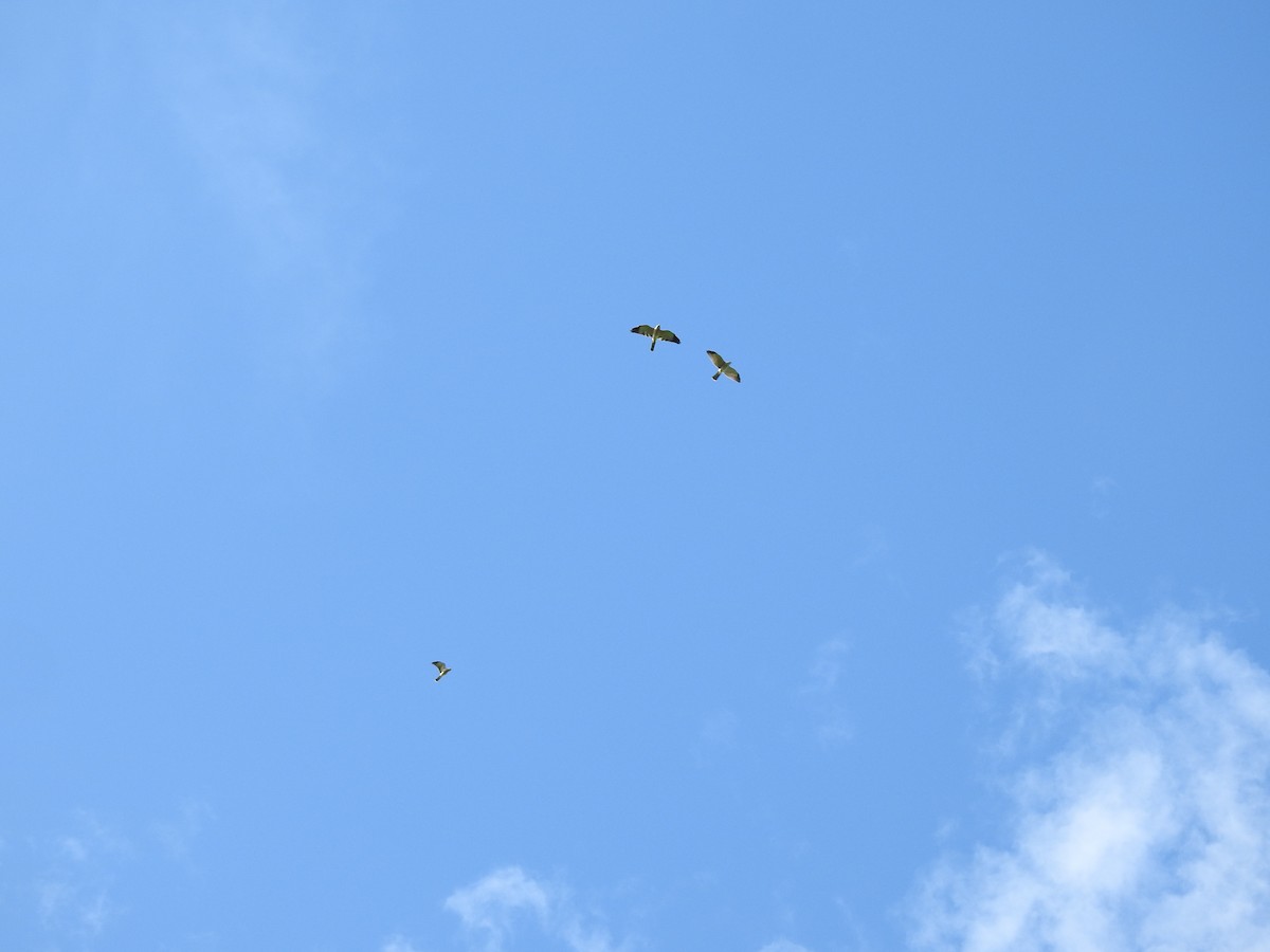 Chinese Sparrowhawk - ML492298211