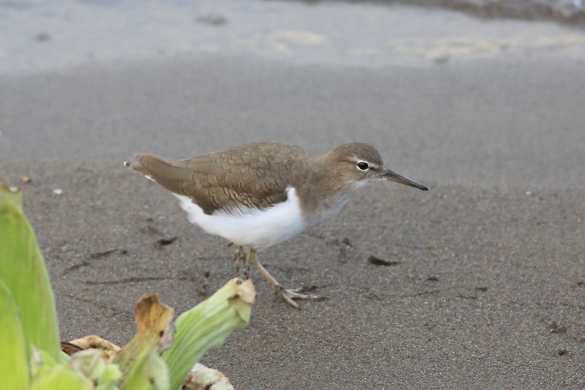 Spotted Sandpiper - ML492298231