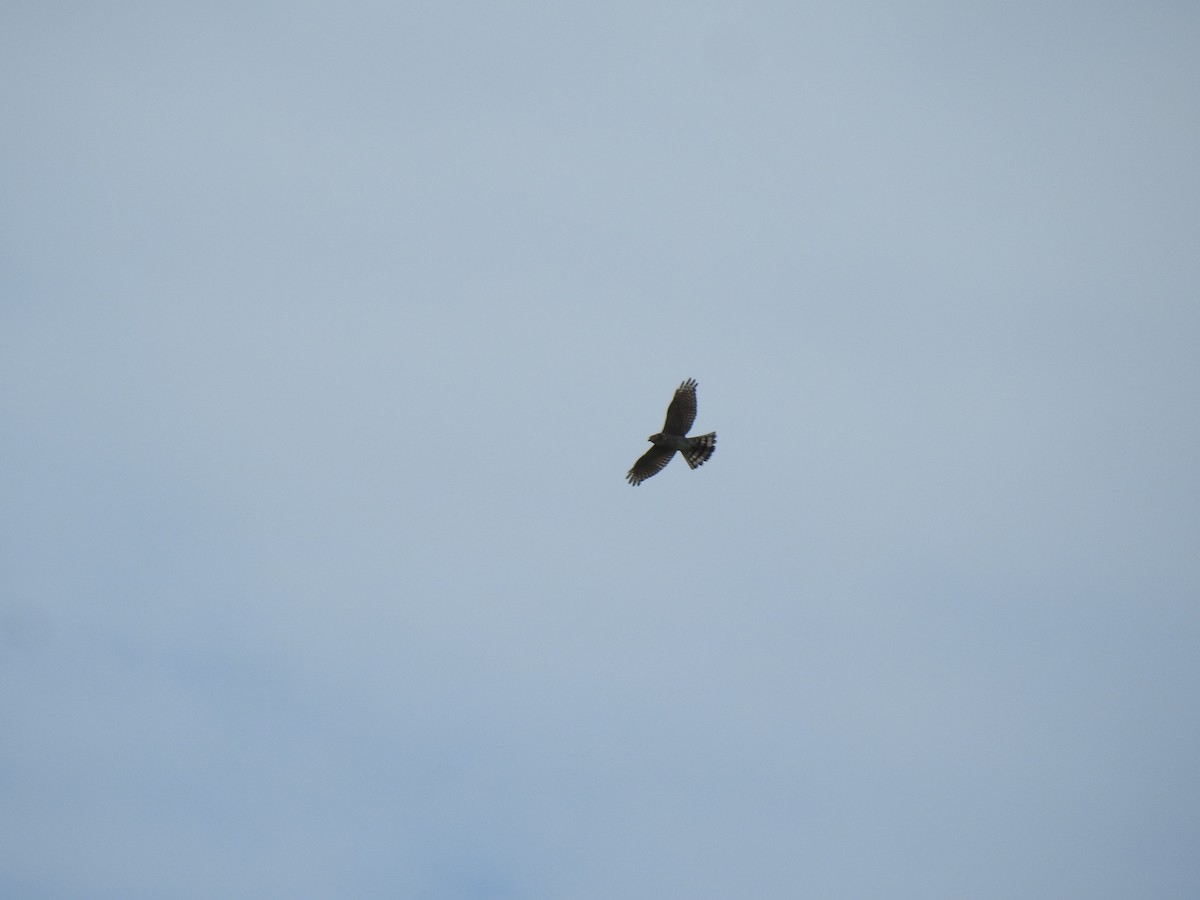 Japanese Sparrowhawk - Peter Lang