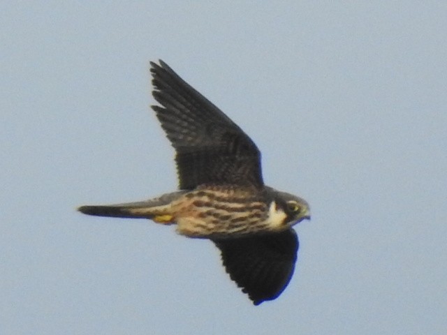 Eurasian Hobby - ML492298481