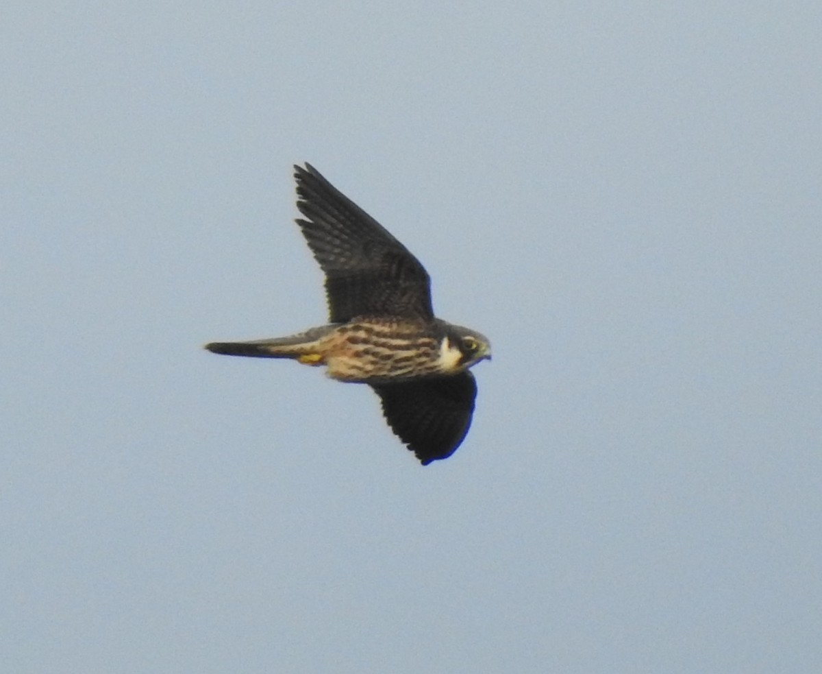 Eurasian Hobby - ML492298511