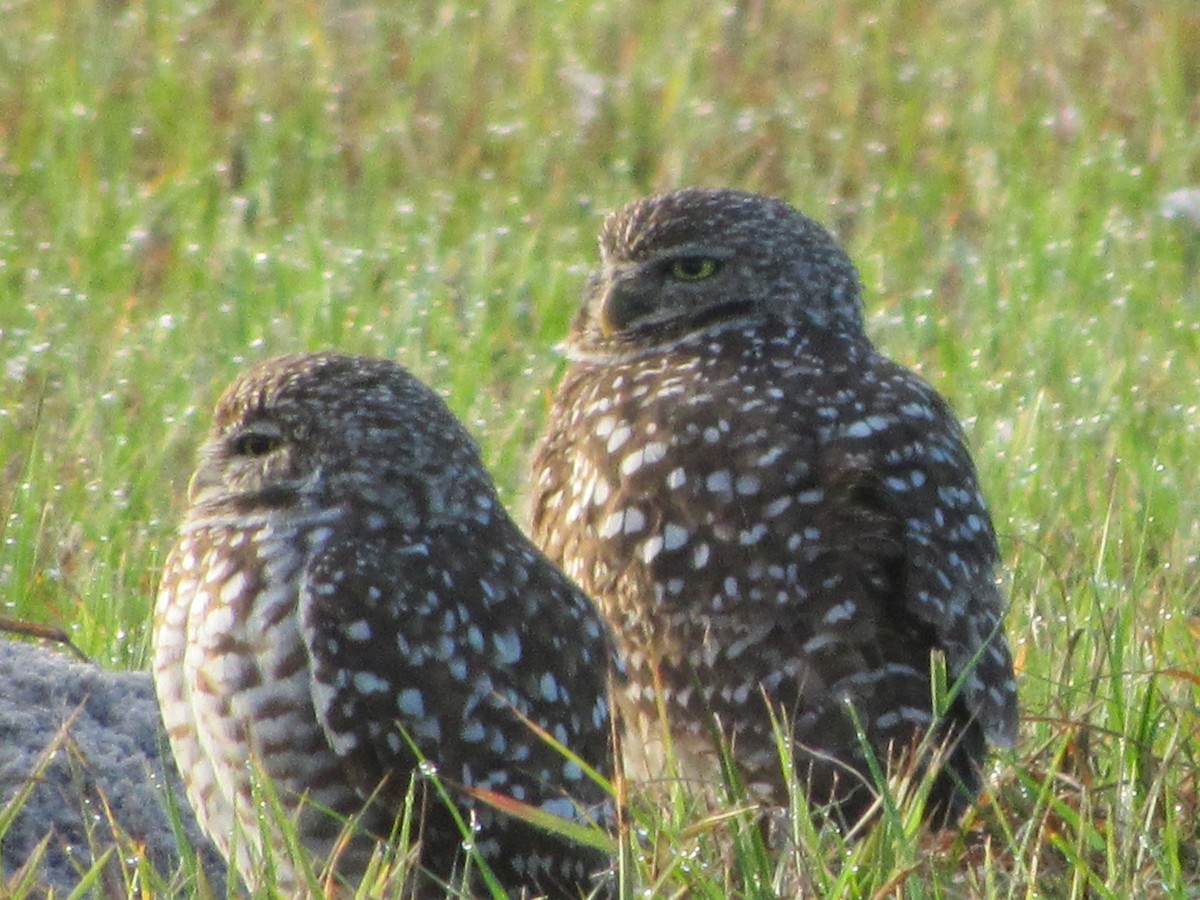 Burrowing Owl - ML49229931