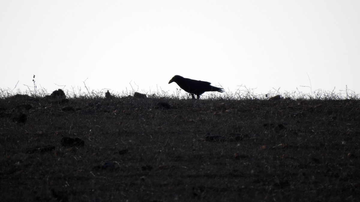 Common Raven - ML492300551