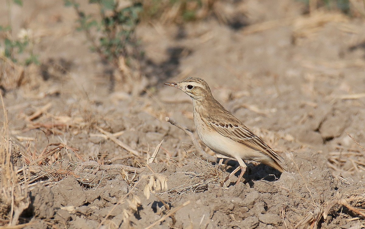 Richard's Pipit - ML492300741