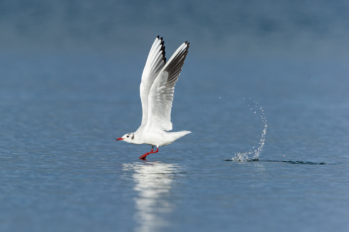 Black-headed Gull - ML492300781