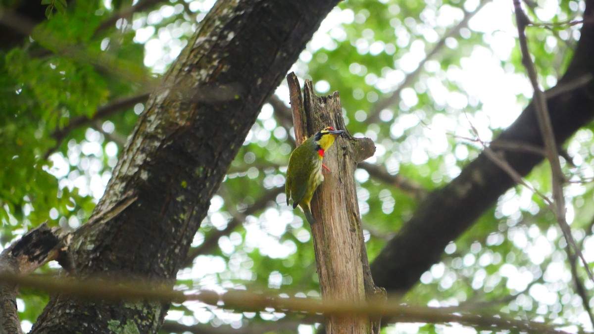 barbet zvučnohlasý - ML492303111