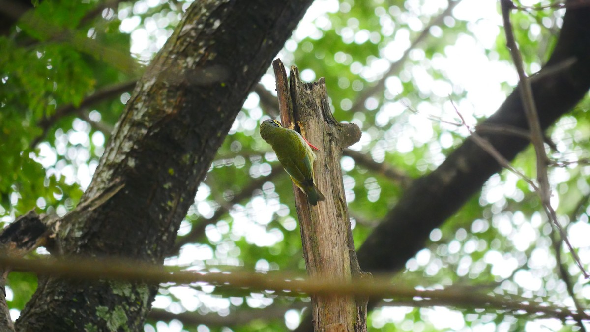 barbet zvučnohlasý - ML492303151