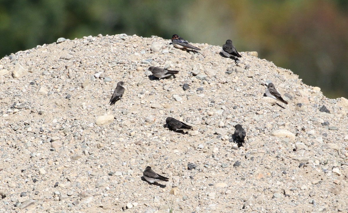 Golondrina Aserrada - ML492306921