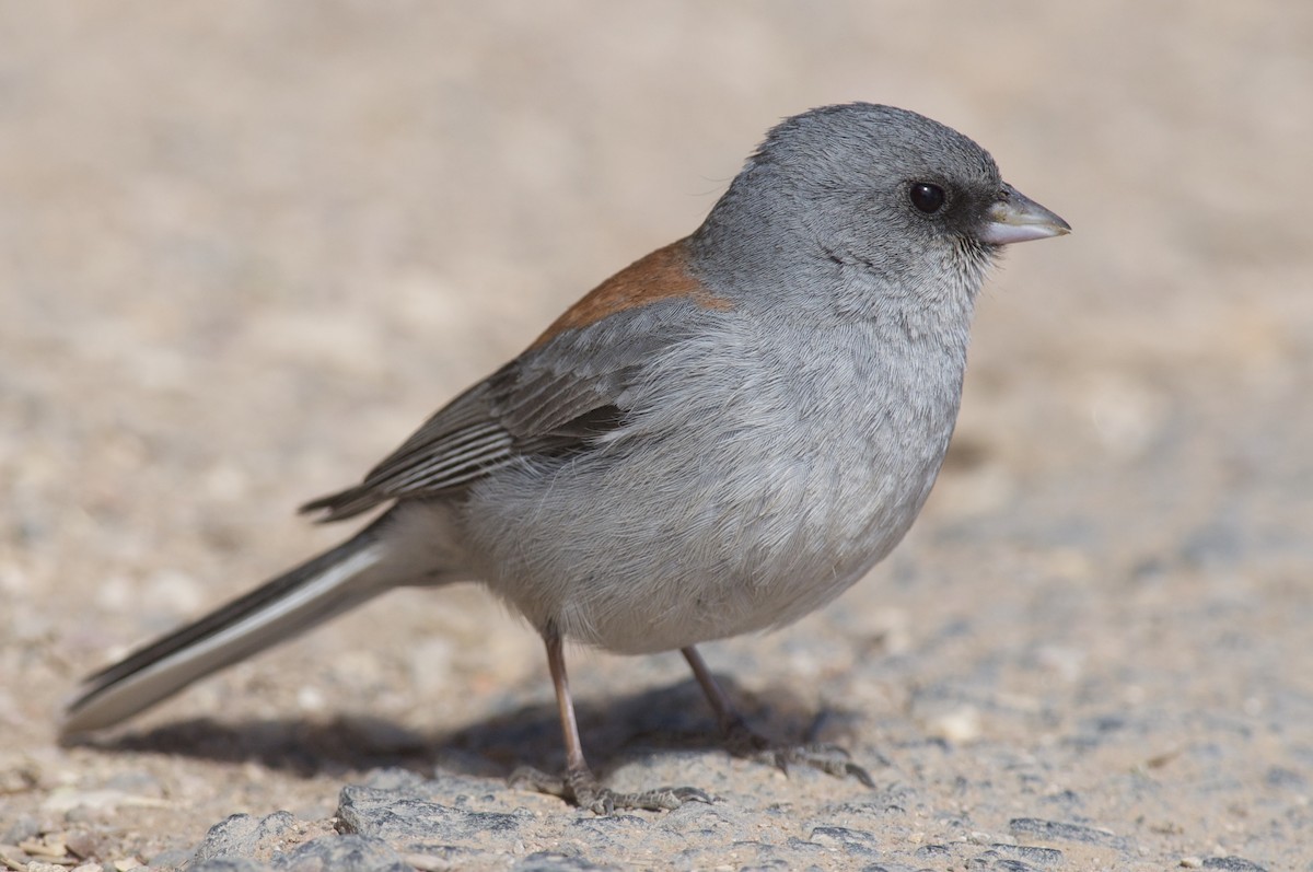 Dark-eyed Junco (Red-backed) - Amanda Guercio