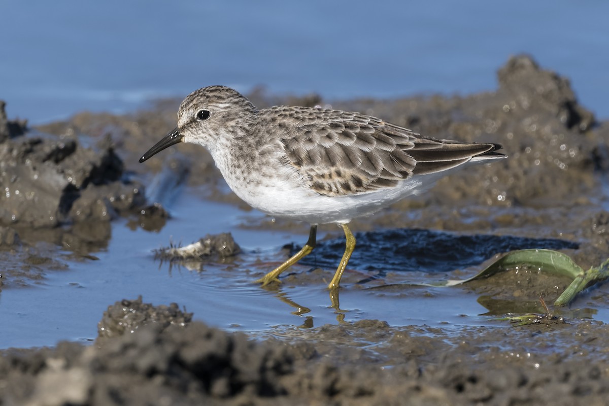 pygmésnipe - ML492307371