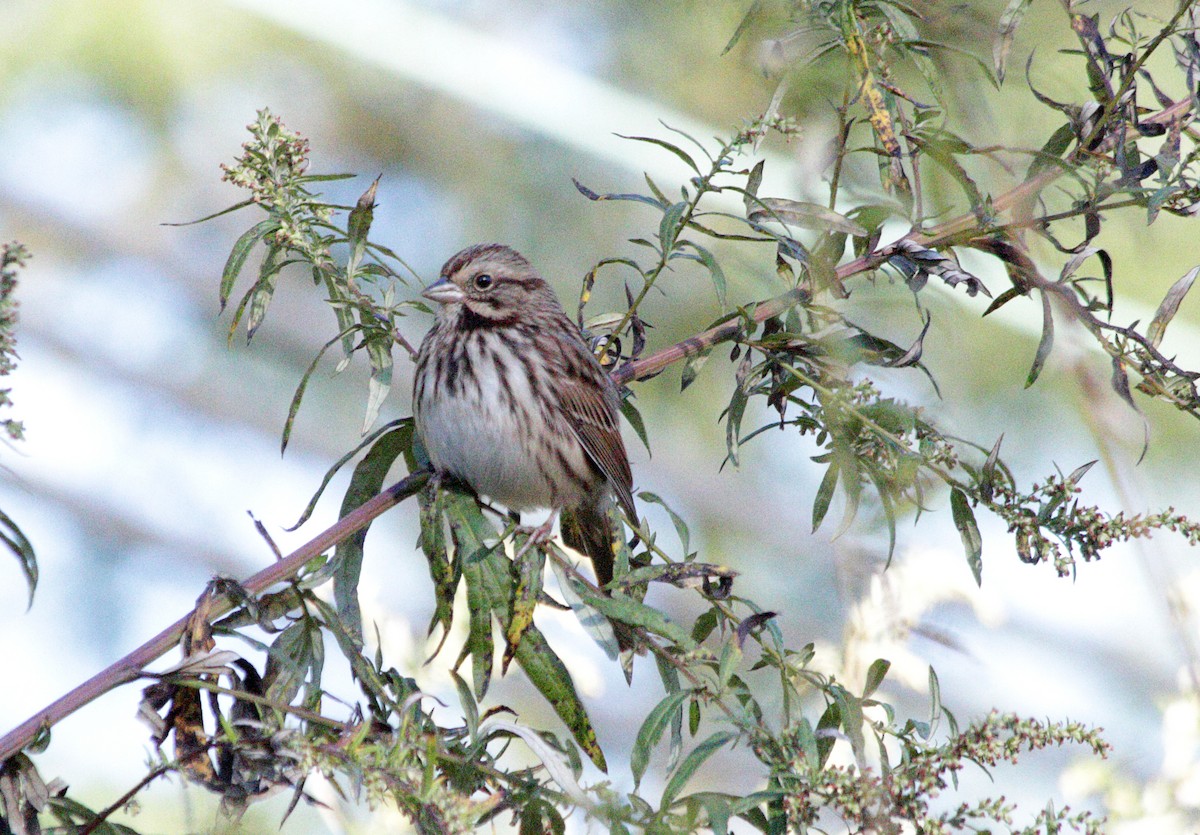 Song Sparrow - ML492308011