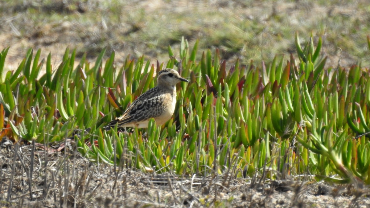 Eurasian Dotterel - ML492308061