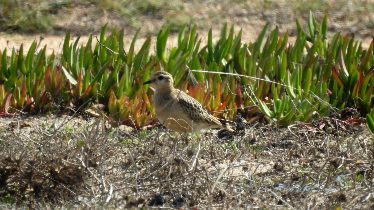 Eurasian Dotterel - ML492308091