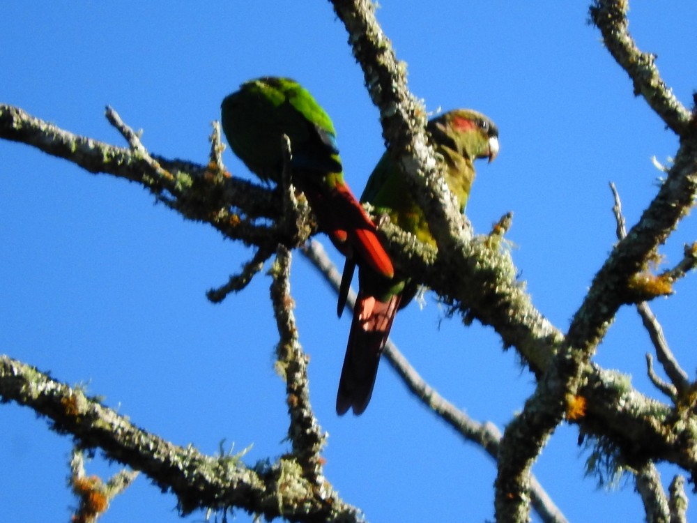Red-eared Parakeet - Fernando Nunes