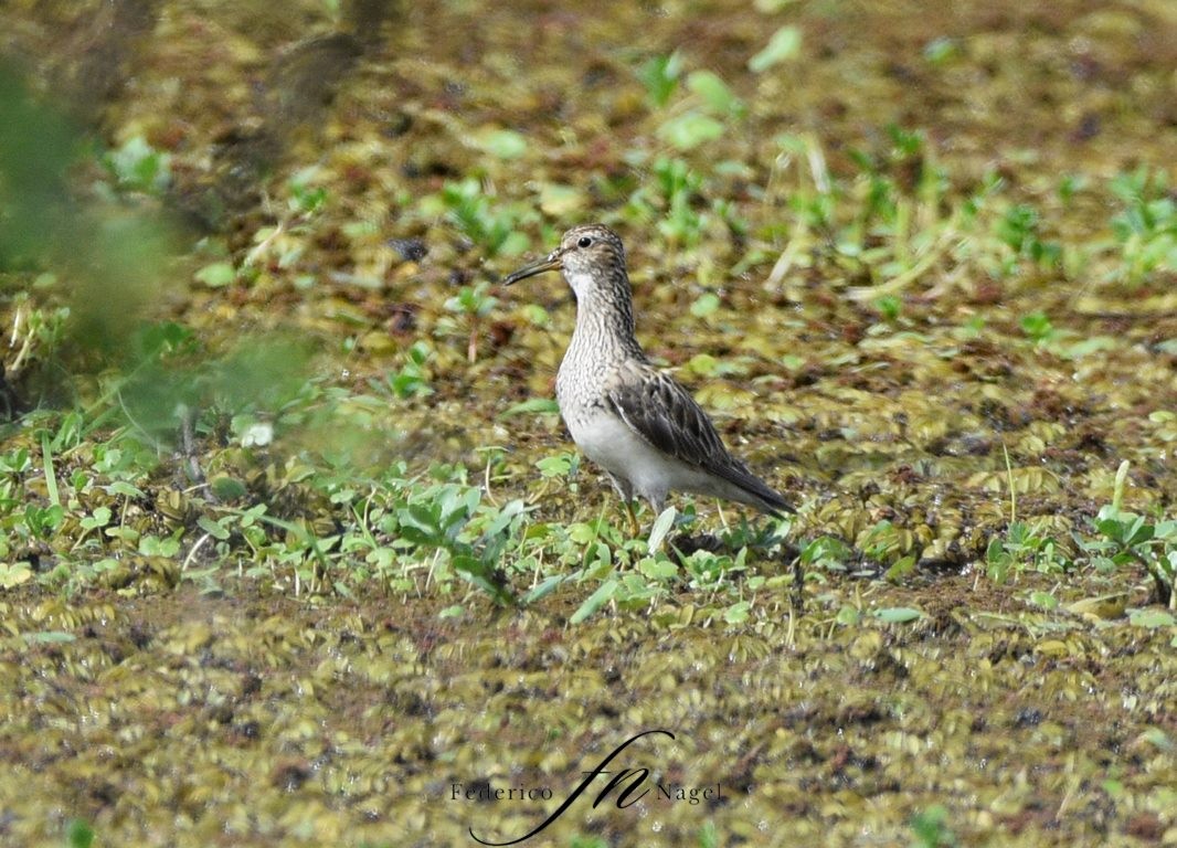 Bécasseau à poitrine cendrée - ML492308351