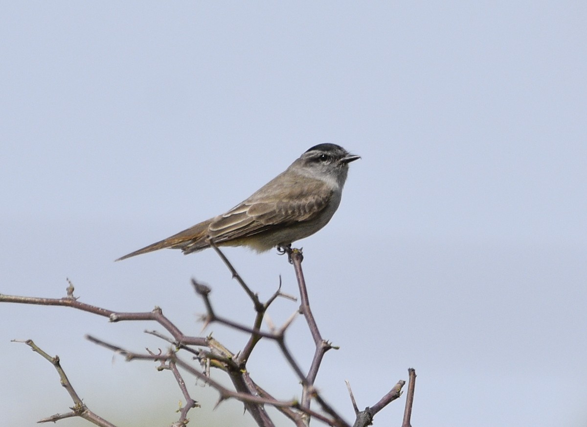 Crowned Slaty Flycatcher - ML492308481