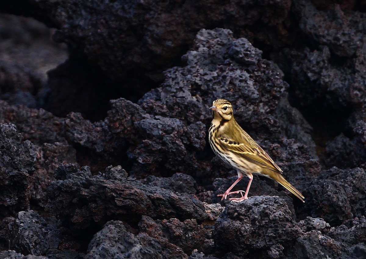 Olive-backed Pipit - 中込 哲