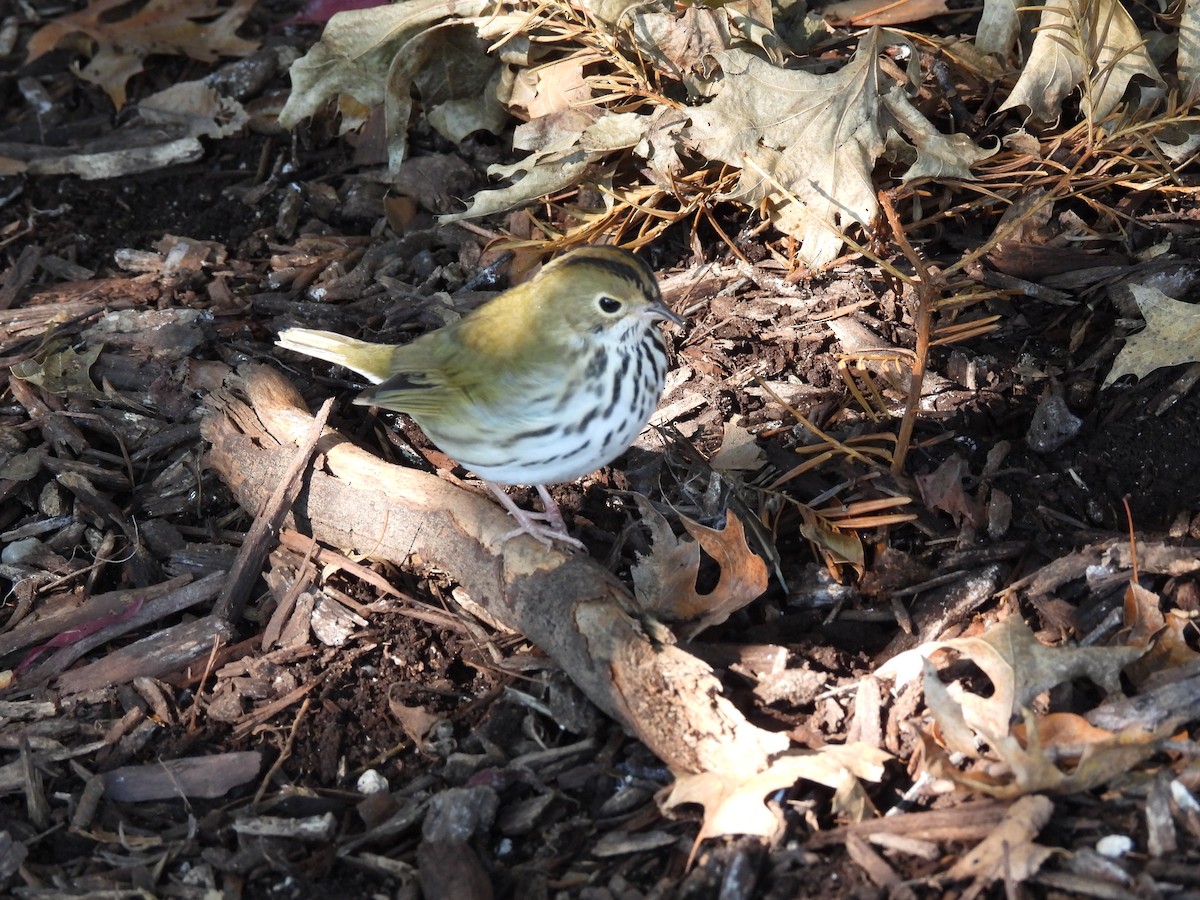 Ovenbird - Caroline Quinn