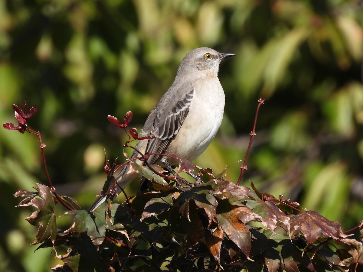 Northern Mockingbird - ML492310021