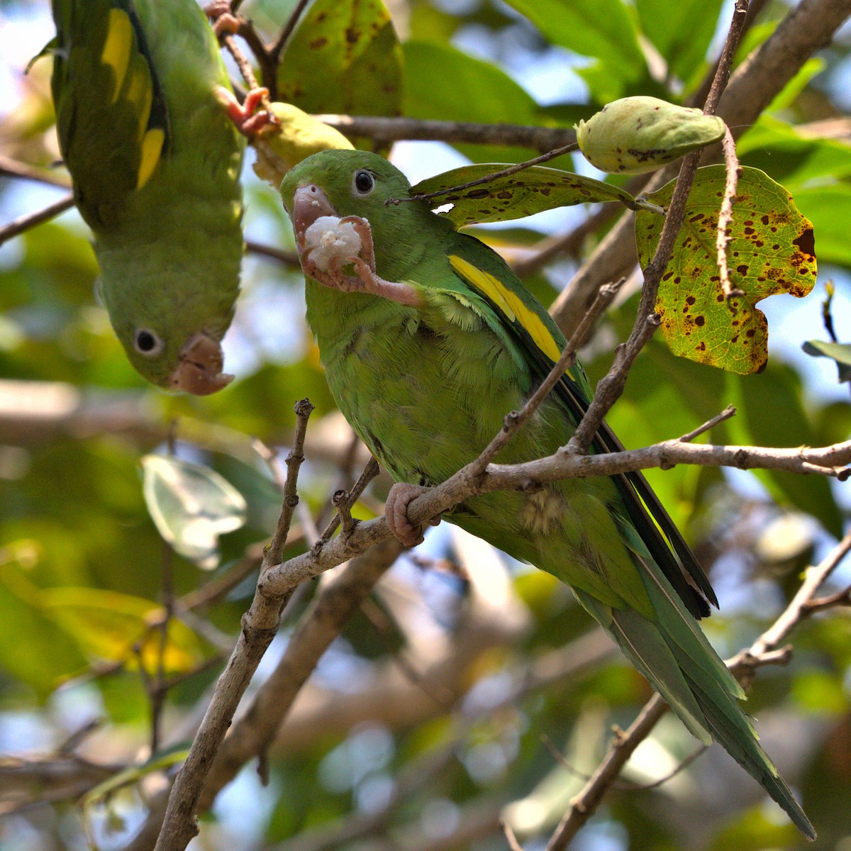 Yellow-chevroned Parakeet - ML492312301