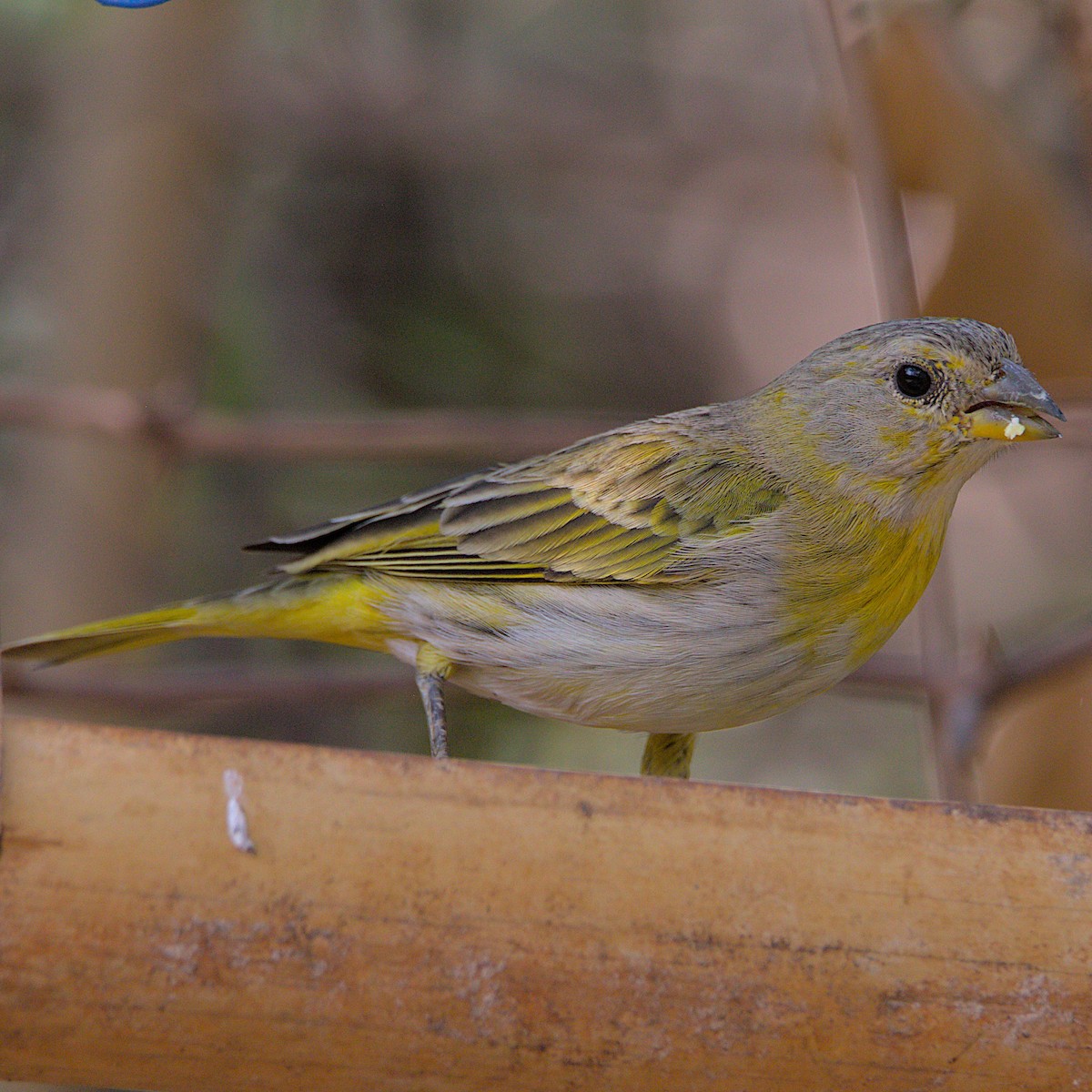 Saffron Finch - ML492312791