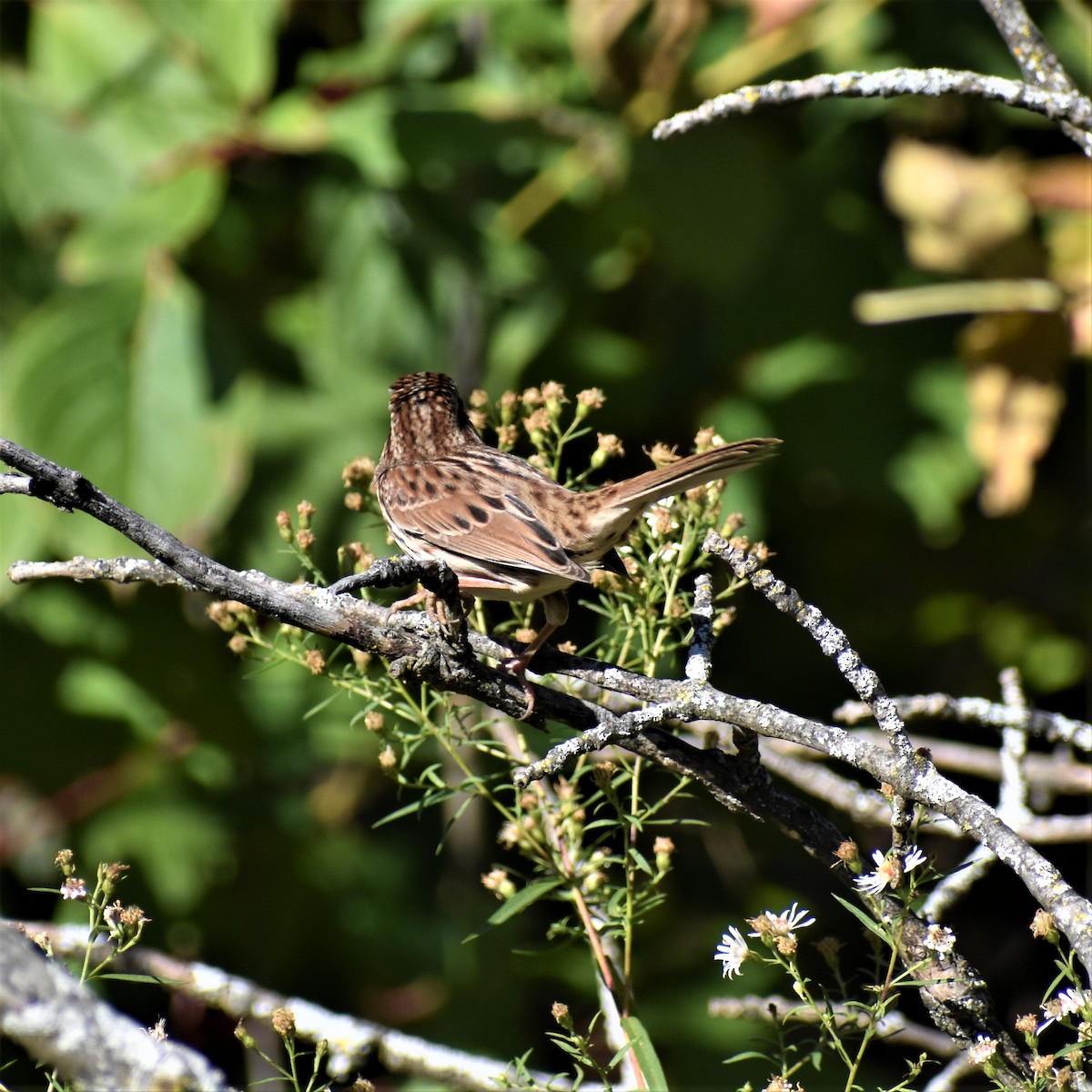 Song Sparrow - Team Sidhu-White