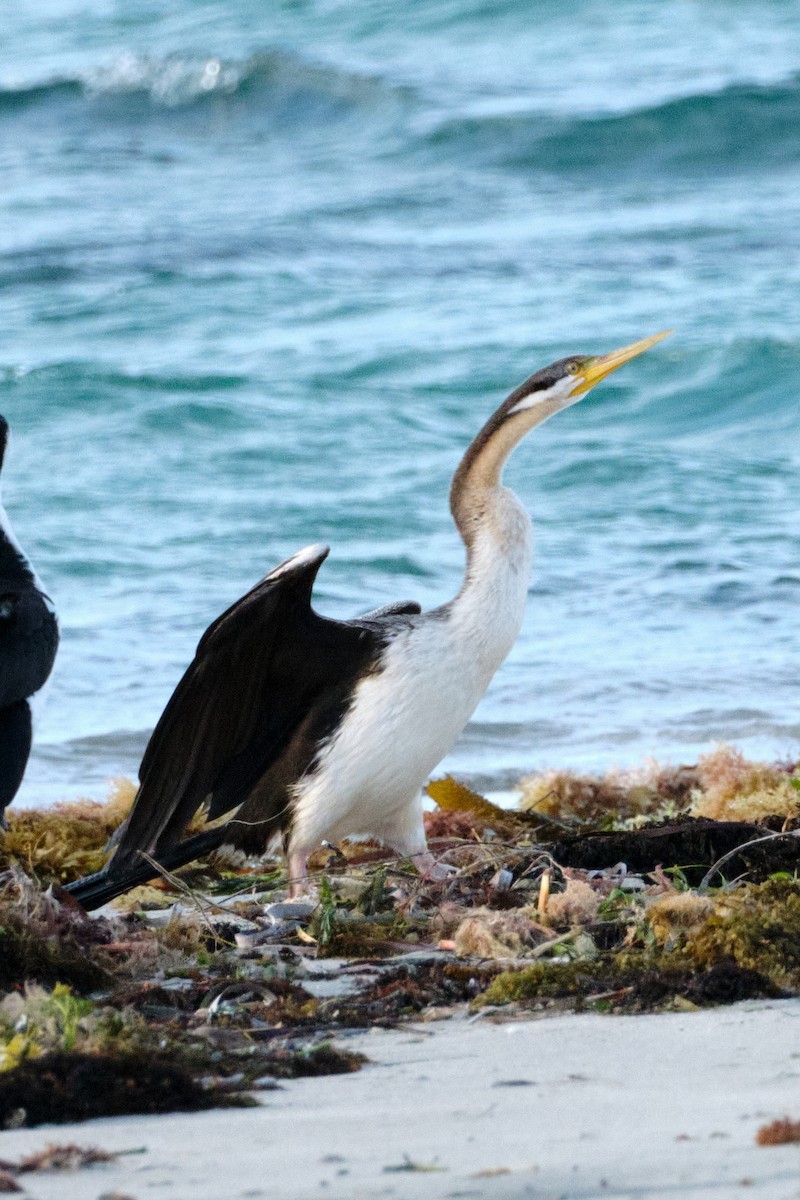 Anhinga d'Australie - ML492314331