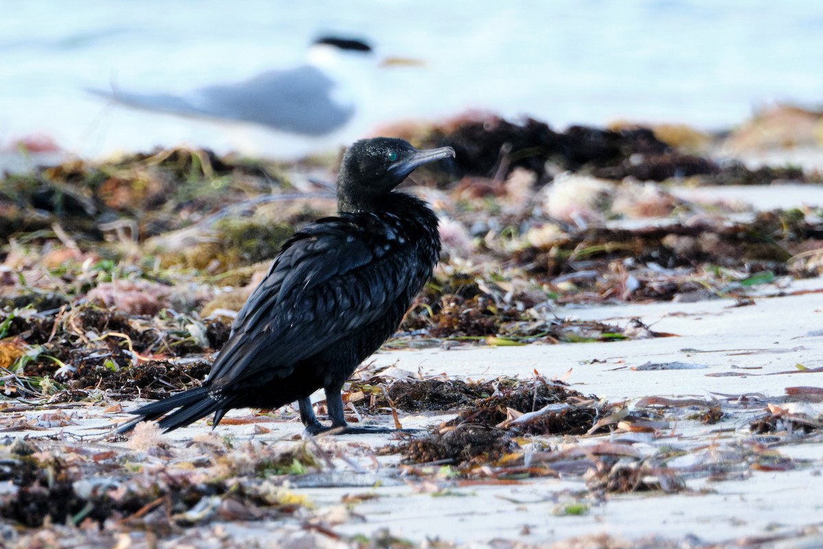 Little Black Cormorant - jessie lewin