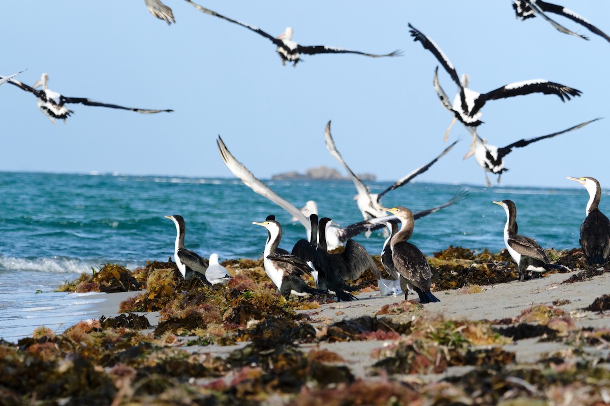 Pied Cormorant - ML492314391