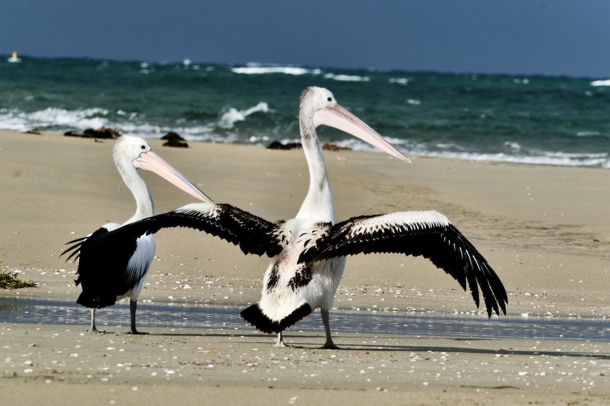 Australian Pelican - ML492314471