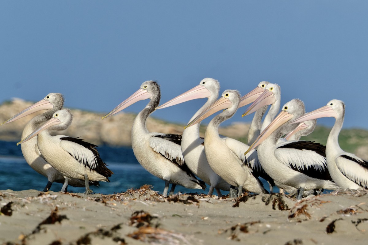 Australian Pelican - jessie lewin