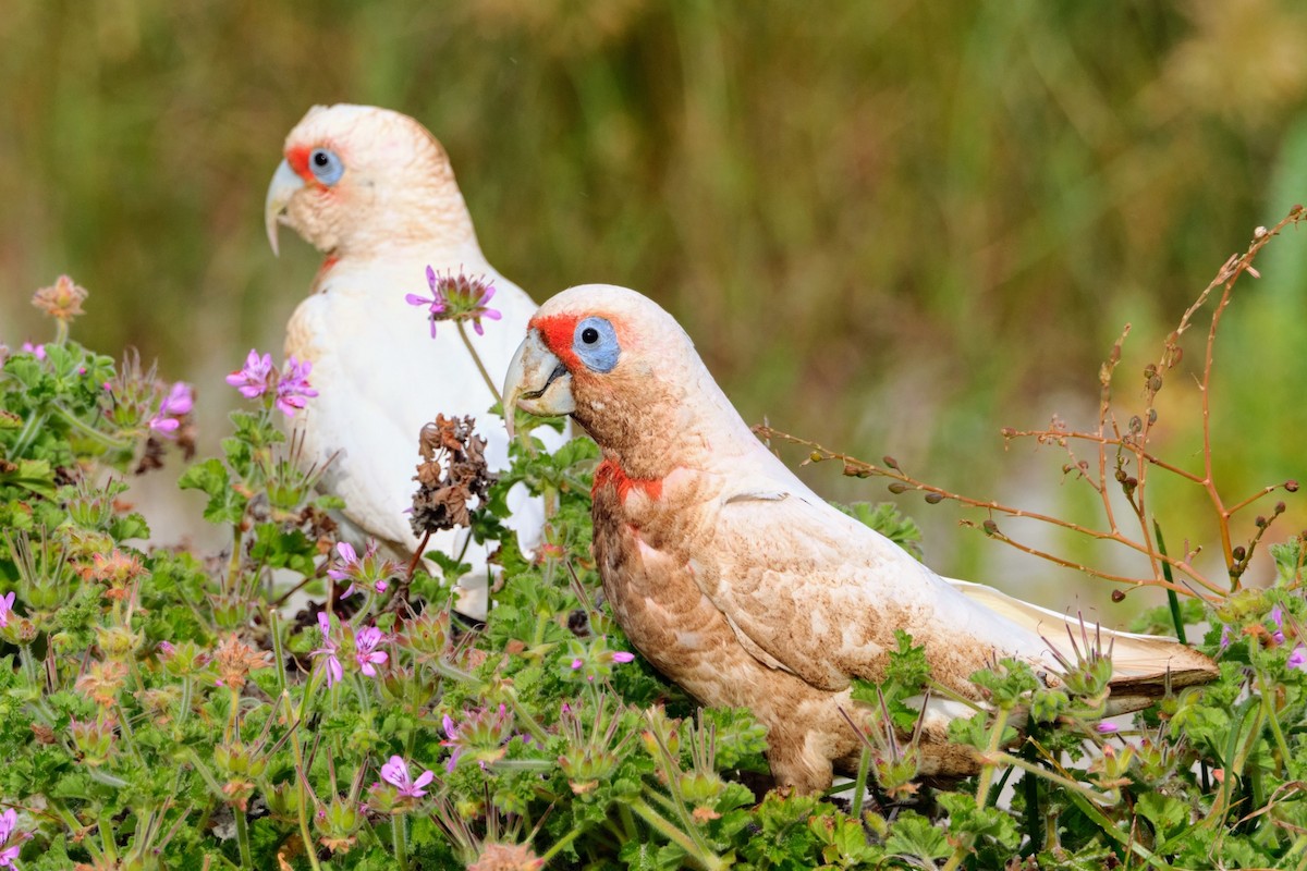 Long-billed Corella - ML492314541