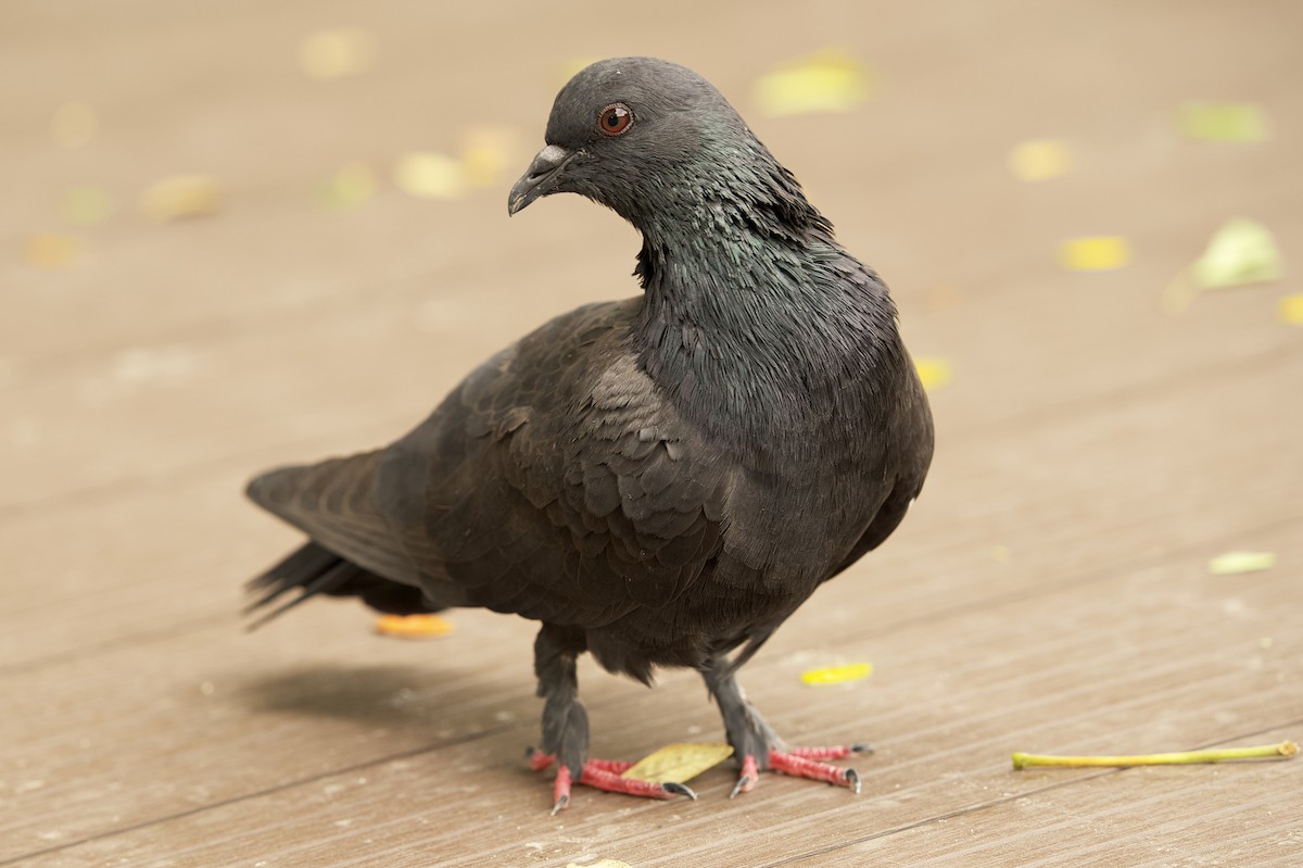 Rock Pigeon (Feral Pigeon) - Supawit Srethbhakdi