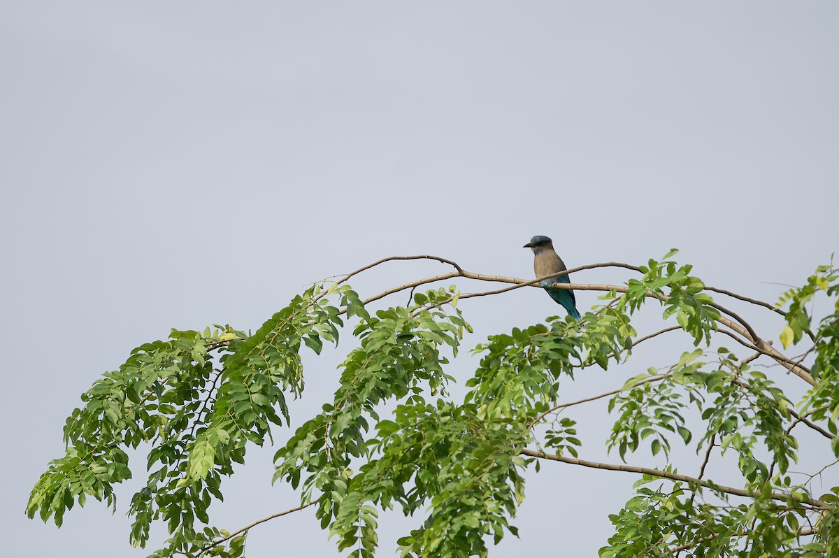 Indochinese Roller - Supawit Srethbhakdi