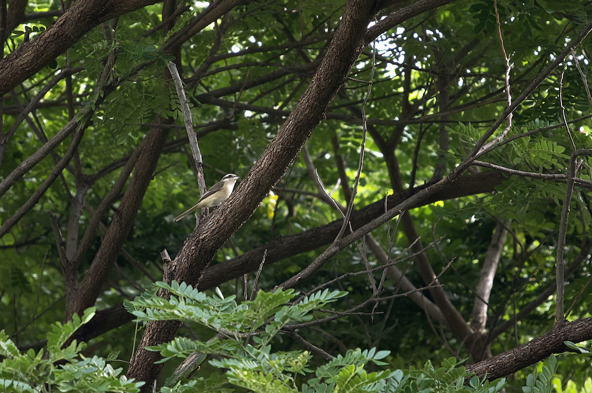 Brown Shrike (Brown) - Supawit Srethbhakdi