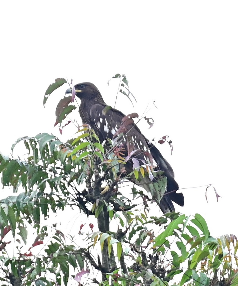 Greater Spotted Eagle - sudheesh muraleedharan