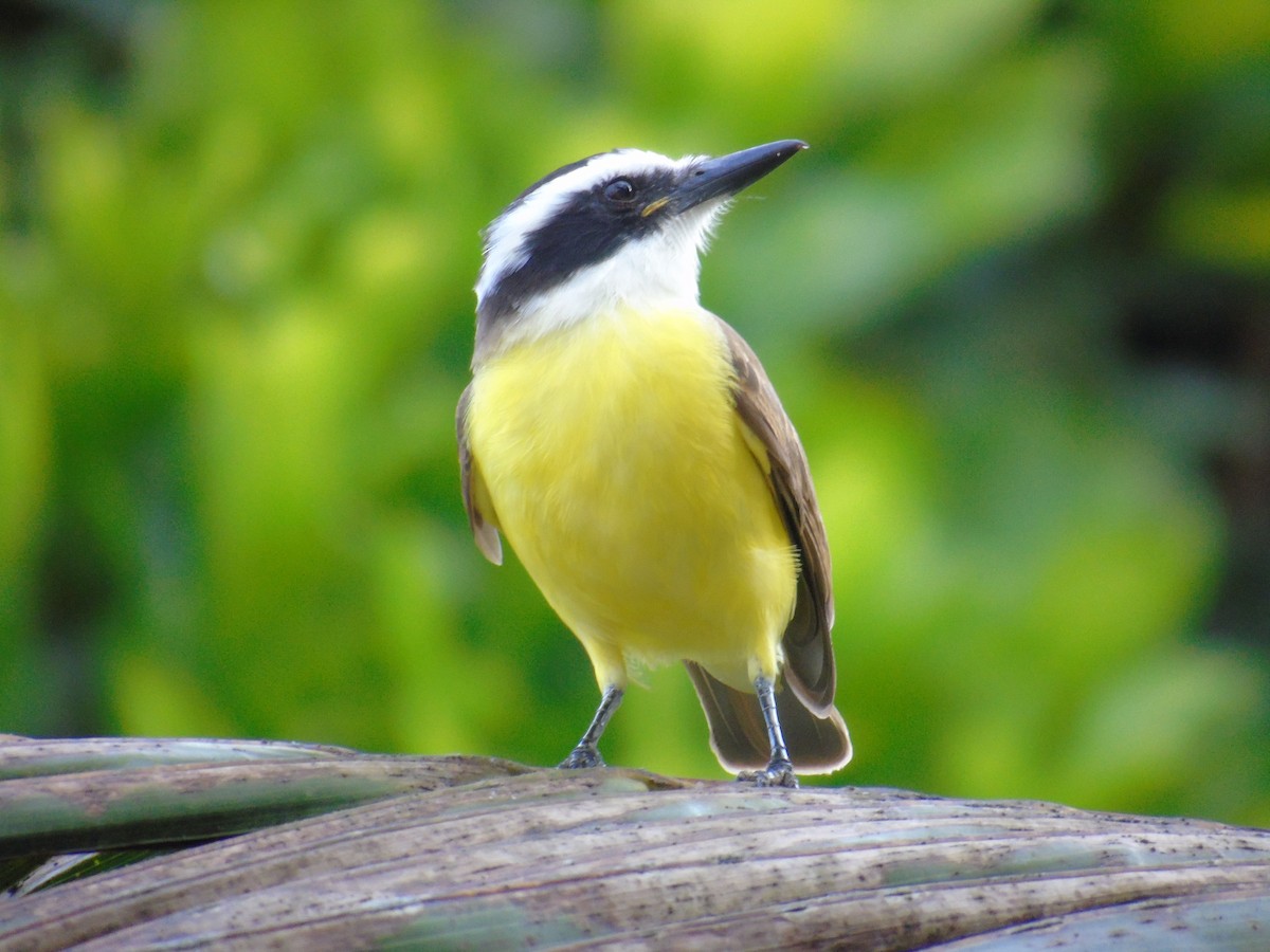 Great Kiskadee - ML492316001