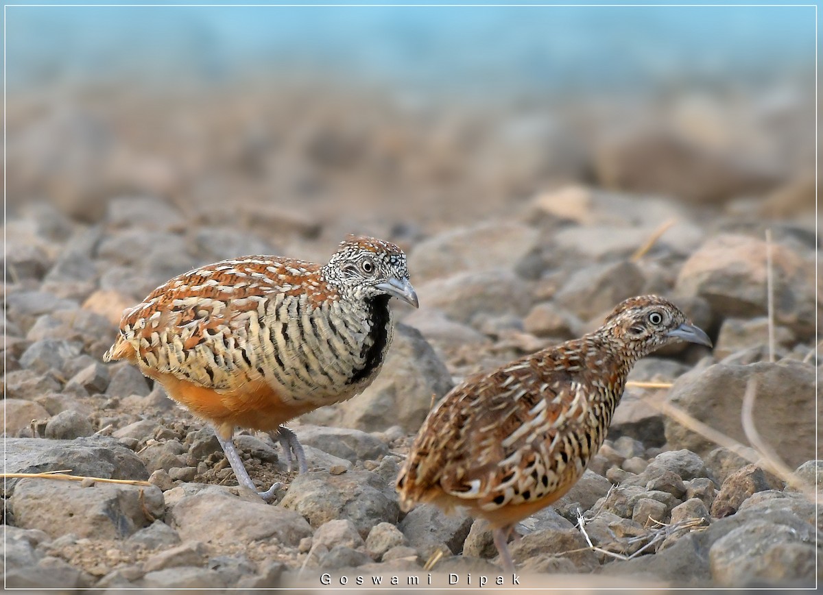 Barred Buttonquail - ML492316931